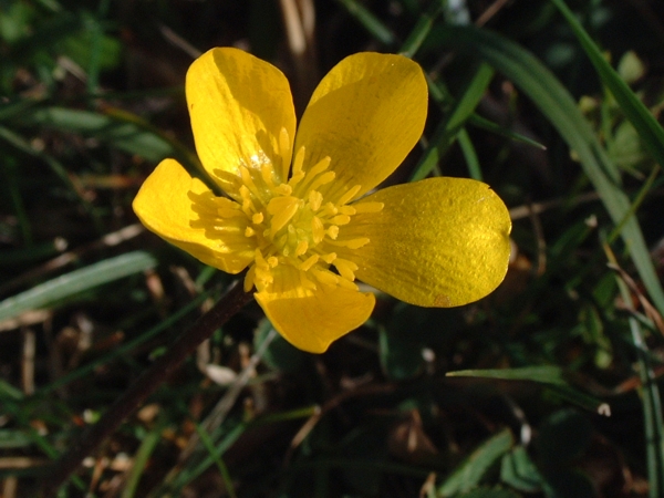 quale eliantemo? Ranunculus bullatus